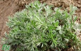 白蒿多少錢一斤？白蒿的價格