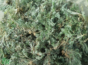 白蒿多少錢一斤？白蒿的價格