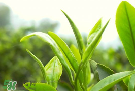 谷雨為什么喝谷雨茶？谷雨茶是什么茶？