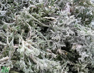 白蒿不能和什么一起吃？白蒿不能與什么同食？