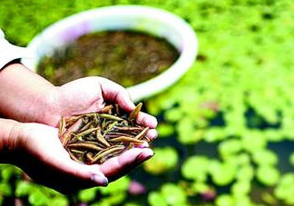 莼菜可以生吃嗎？莼菜怎么吃？