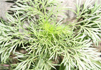 白蒿怎么做好吃？白蒿的做法