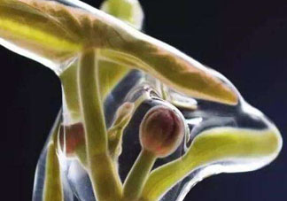 莼菜吃了有什么好處？莼菜的營(yíng)養(yǎng)價(jià)值