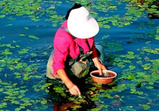 莼菜是什么菜？莼菜是荷葉嗎？