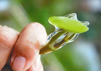 莼菜多少錢一斤？莼菜多少錢一斤2017？