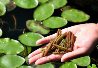 莼菜不能和什么一起吃？莼菜和什么相克？