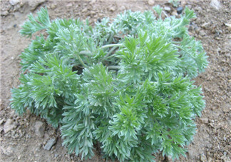 白蒿不能和什么一起吃？白蒿不能與什么同食？