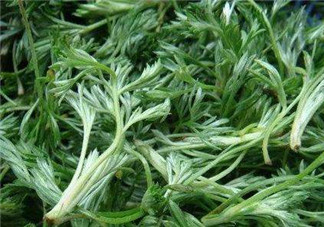 白蒿能治黃疸嗎？白蒿水可以治黃疸嗎？