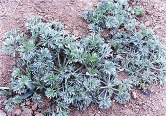 白蒿能生吃嗎？白蒿能不能生吃？