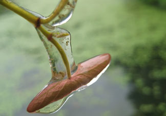 孕婦可以吃莼菜嗎？莼菜孕婦能吃嗎？