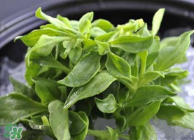 冰草不能和什么一起吃？冰草不能和什么同時吃？