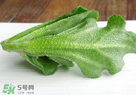 冰草不能和什么一起吃？冰草不能和什么同時吃？