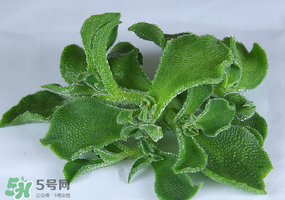 冰草可以放冰箱嗎？冰草能用冰塊保存嗎？