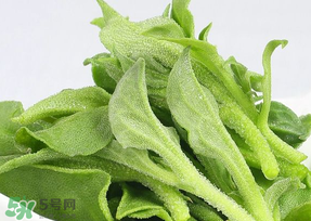 冰草可以放冰箱嗎？冰草能用冰塊保存嗎？