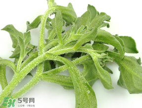 冰草為什么咸？冰草怎吃不咸？