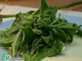 冰草多少錢一斤？非洲冰草多少錢一斤？