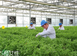 ?冰草為什么會酸？冰草為什么是酸的？