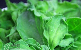 孕婦可以吃冰草嗎？冰草對孕婦有什么好處？