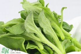 孕婦可以吃冰草嗎？冰草對孕婦有什么好處？