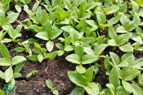 冰草什么時(shí)候種？冰草怎么種植？