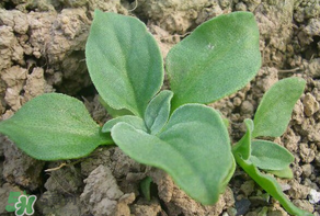 冰草什么時(shí)候種？冰草怎么種植？