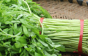 泥蒿的葉子可以吃嗎？泥蒿的葉子能不能吃