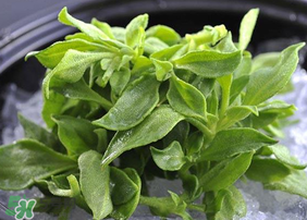 冰草吃了有什么好處？冰草的營(yíng)養(yǎng)價(jià)值