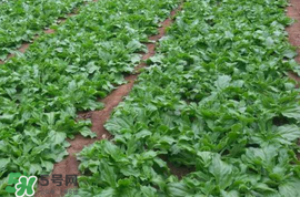 冰菜什么季節(jié)種植？冰菜怎么種植？