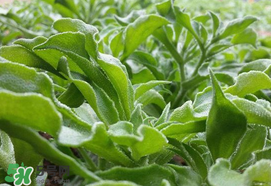 冰菜什么季節(jié)種植？冰菜怎么種植？