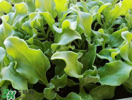 冰菜什么季節(jié)種植？冰菜怎么種植？