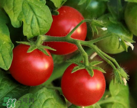 蝦爬子可以和西紅柿一起吃嗎？蝦爬和西紅柿能一起吃嗎？