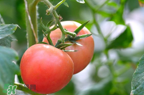 蝦爬子可以和西紅柿一起吃嗎？蝦爬和西紅柿能一起吃嗎？