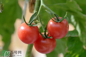 蝦爬子可以和西紅柿一起吃嗎？蝦爬和西紅柿能一起吃嗎？