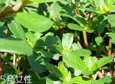 瓜子菜可以生吃嗎?瓜子菜能直接吃嗎? 瓜子菜可以生吃嗎?瓜子菜能直接吃嗎?