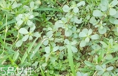 瓜子菜可以生吃嗎?瓜子菜能直接吃嗎? 瓜子菜可以生吃嗎?瓜子菜能直接吃嗎?