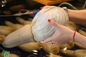 2017象拔蚌多少錢一斤？象拔蚌多少錢一斤2017？