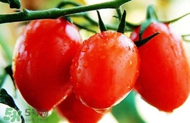 圣女果是酸性還是堿性？圣女果屬于酸性還是堿性