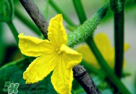 黃瓜花能吃嗎？黃瓜花怎么吃