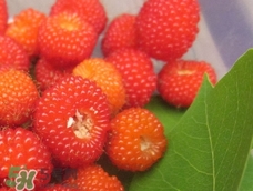 覆盆子可以直接吃嗎?覆盆子可以生吃嗎? 覆盆子可以直接吃嗎?覆盆子可以生吃嗎?