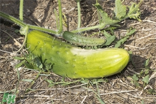 黃瓜根能吃嗎？黃瓜根可以吃嗎？