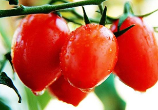 圣女果是水果還是蔬菜？圣女果屬于蔬菜還是水果