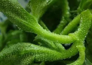 冰草可以放冰箱嗎？冰草能用冰塊保存嗎？