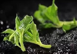 冰草怎么涼拌？冰草怎么涼拌好吃？