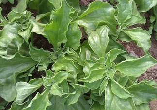 冰草什么時(shí)候種？冰草怎么種植？