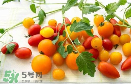 圣女果是轉(zhuǎn)基因的嗎？圣女果轉(zhuǎn)基因食品嗎