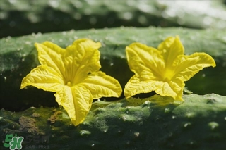 黃瓜根能吃嗎？黃瓜根可以吃嗎？