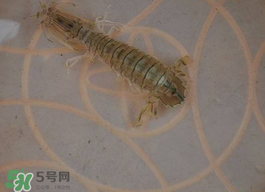 蝦爬子怎么保存？蝦爬子怎么保存才新鮮？