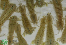 蝦爬子怎么保存？蝦爬子怎么保存才新鮮？