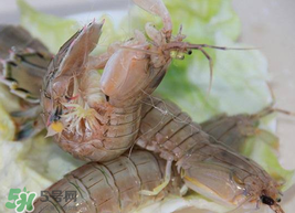 蝦爬子怎么保存？蝦爬子怎么保存才新鮮？