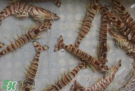 蝦爬子能放多久？蝦爬子怎么保存時(shí)間長(zhǎng)？